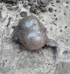 Uperodon globulosus