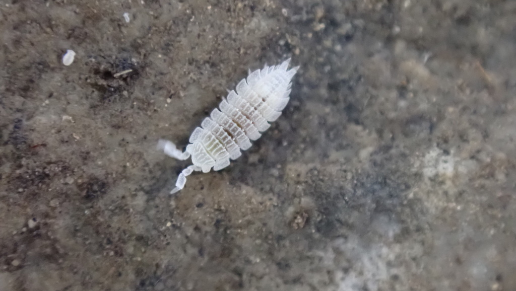 Platyarthrus schoebli