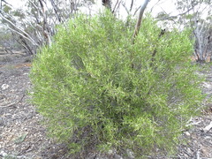 Geijera linearifolia