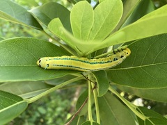 Macroglossum passalus