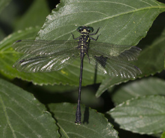 Heliogomphus lyratus