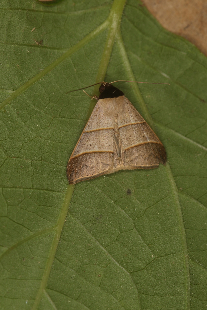 Deinopa biligula