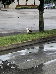 Cairina moschata domestica