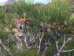 Melaleuca granitica