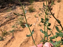 Gonocarpus urceolatus