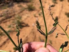 Gonocarpus urceolatus