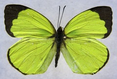 Abaeis xantochlora xantochlora