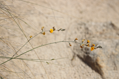 Adesmia papposa