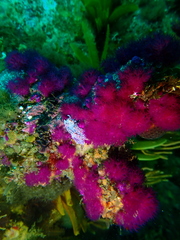 Phyllodesmium horridum