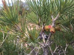 Melaleuca granitica