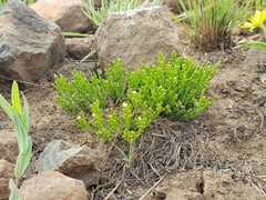 Thesium transvaalense