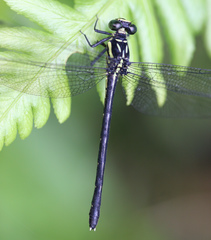 Heliogomphus nietneri