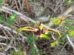Caladenia attingens