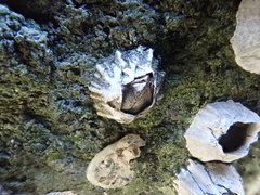 Fistulobalanus albicostatus