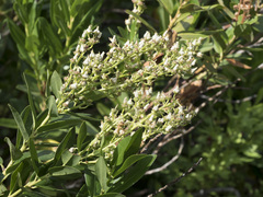 Leucothoe davisiae