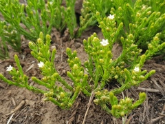 Thesium transvaalense