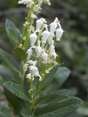 Leucothoe davisiae