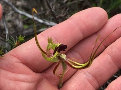 Caladenia attingens