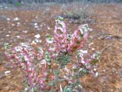 Maireana trichoptera