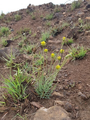 Lasiosiphon sericocephalus