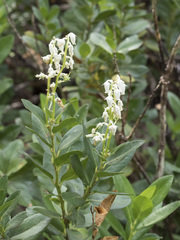 Leucothoe davisiae