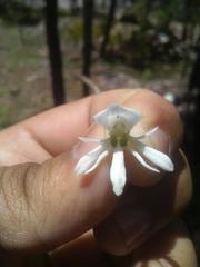 Habenaria kariniae