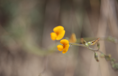 Adesmia papposa