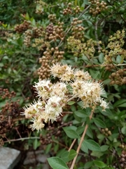 Lawsonia inermis