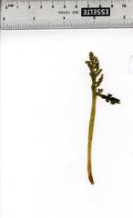 Botrychium campestre