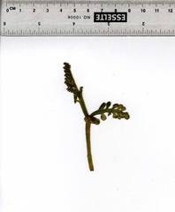 Botrychium spathulatum
