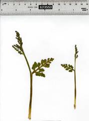 Botrychium michiganense