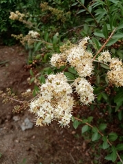 Lawsonia inermis