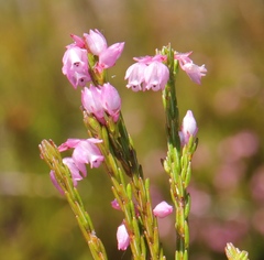 Lamprotis
