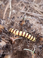 Diaphone mossambicensis