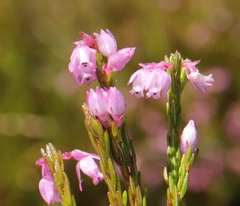 Lamprotis