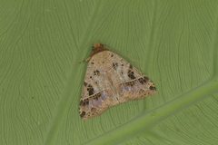 Deinopa signiplena
