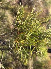 Hakea purpurea