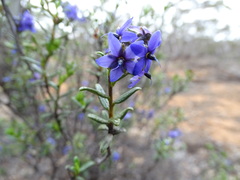 Halgania andromedifolia