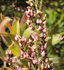Erica nutans
