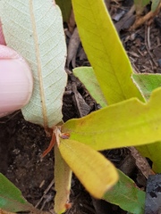 Parinari capensis capensis