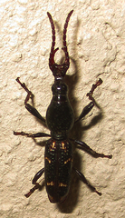 Orfilaia vulsellata