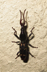 Orfilaia vulsellata