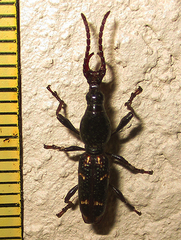 Orfilaia vulsellata