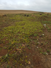 Parinari capensis capensis