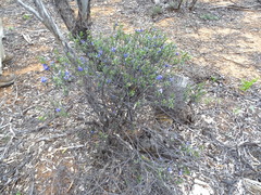 Halgania andromedifolia