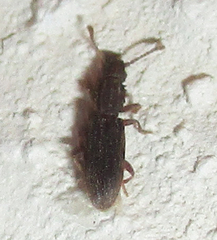 Oryzaephilus