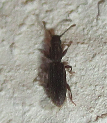 Oryzaephilus