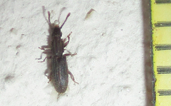 Oryzaephilus