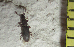 Oryzaephilus
