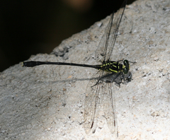 Heliogomphus nietneri